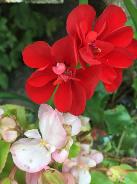 662AA472-CB04-4665-85D0-2D05BF64C5C8 - Muscate 2018