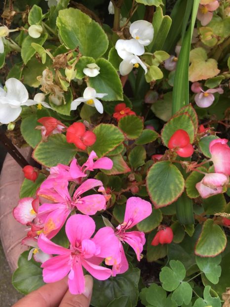 1606EC6F-1932-4E82-9ACA-EDF7C7535509 - Muscate 2018