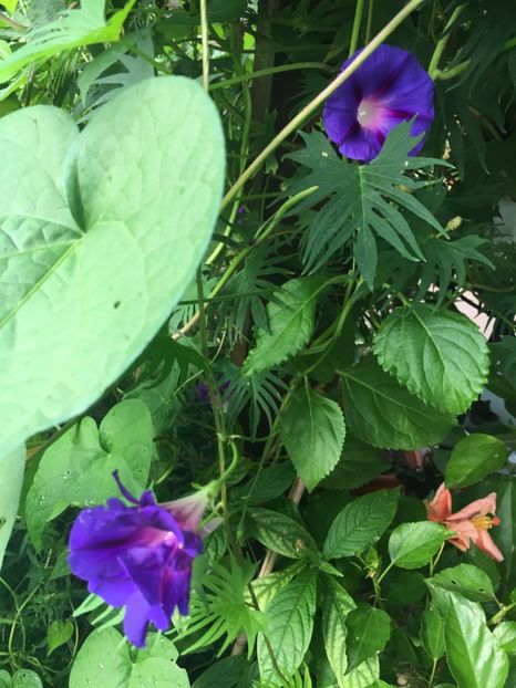 05.09.2018 - Septembrie 2018