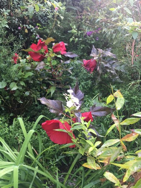 68A26FD1-3EB8-48FA-ADBB-FE4CABB8A8E9 - Septembrie 2018