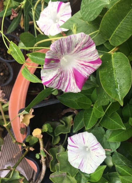 BA19827B-DE3C-4AF1-8DD1-C51AC31499DE - Septembrie 2018