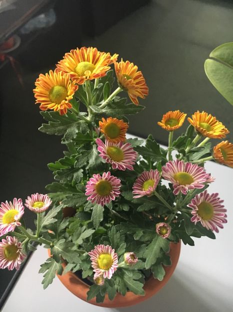 9292444C-5C43-4B34-B4EE-282641954538 - Septembrie 2018