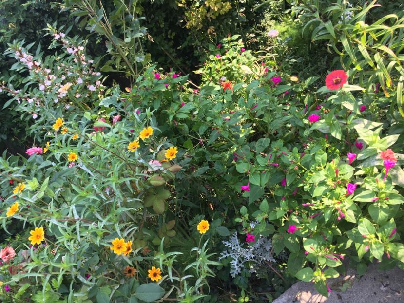 84BCC585-A98F-4627-95E0-78B525A7C921 - Septembrie 2018