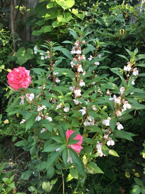 0F0CEDE7-FAAE-472E-B0F3-ECBFEF0E290D - Septembrie 2018