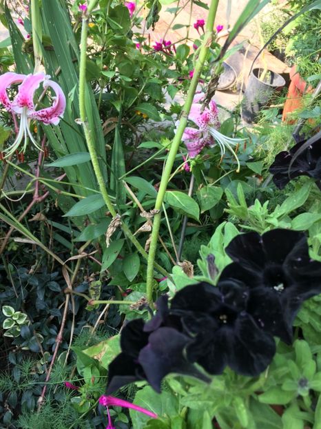 13C20F4A-9508-4E83-B5F8-5224D8608905 - Septembrie 2018