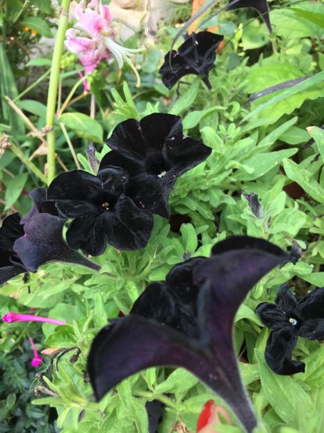 B5619B53-DC56-4236-9483-82D15E882721 - Septembrie 2018