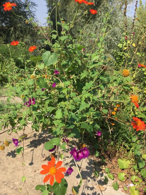 65AFAE72-2576-4313-B969-176359082600 - Septembrie 2018