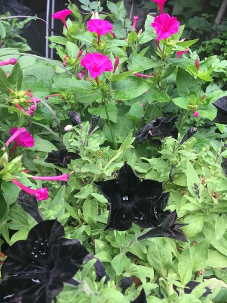 C5B4E1C1-87D7-493B-88C1-947B5EC4CDDC - Septembrie 2018