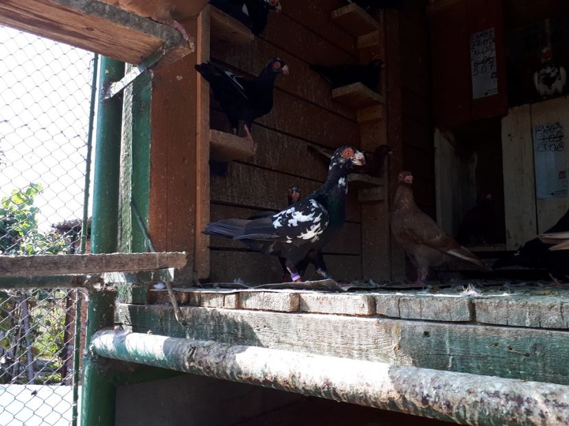 M - H3 _ tineret 2018