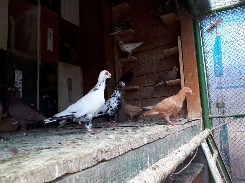 Vînduți - H3 _ tineret 2018