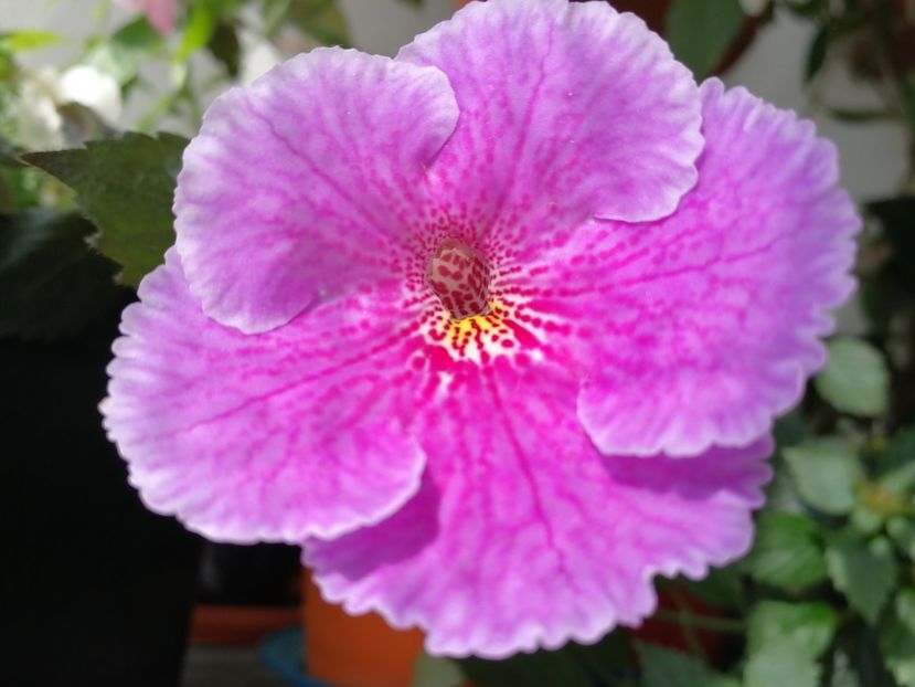  - Achimenes 2018