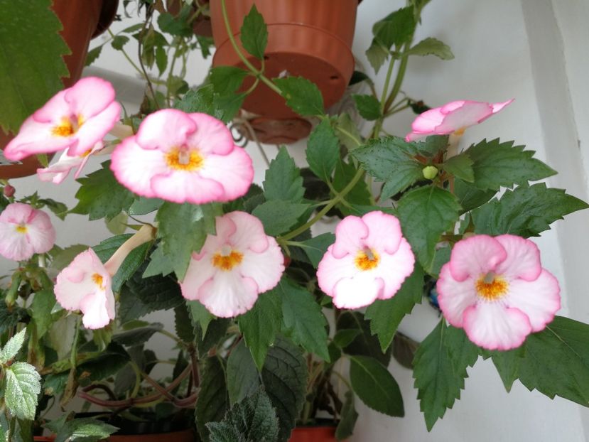  - Achimenes 2018
