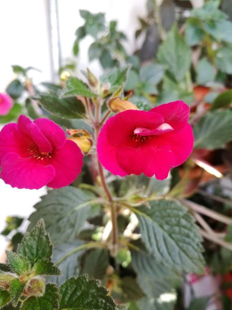  - Achimenes 2018