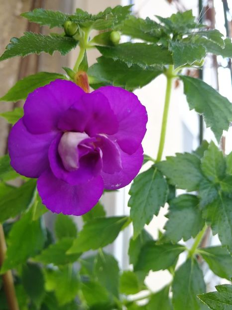  - Achimenes 2018
