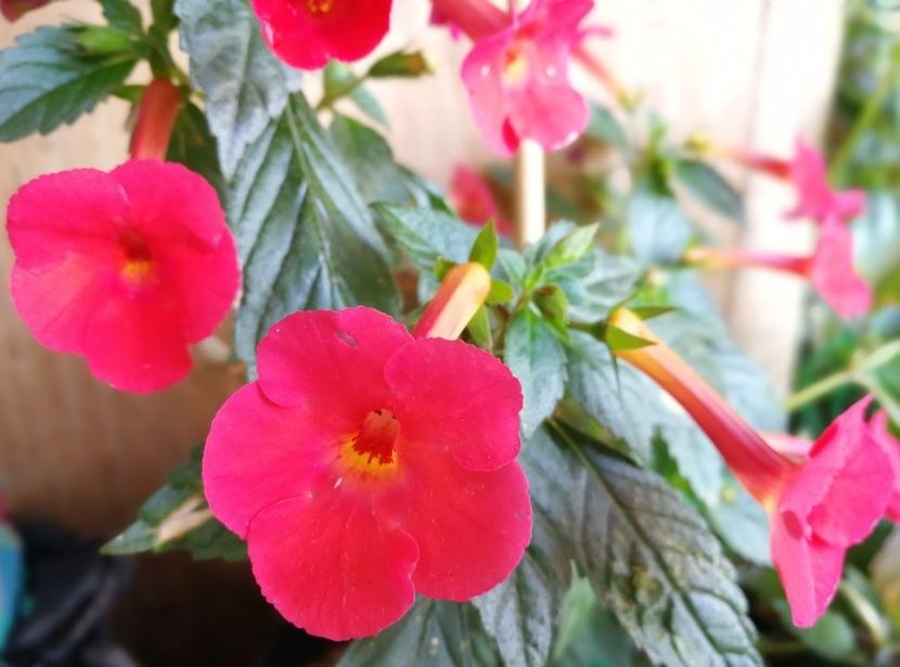  - Achimenes 2018