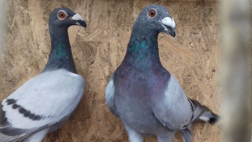 20180909_113124 - Copie - V-Tineret 2018-2018-2018---