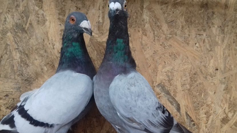  - V-Tineret 2018-2018-2018---