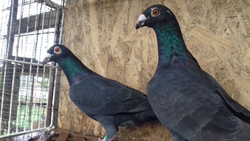  - V-Tineret 2018-2018-2018---