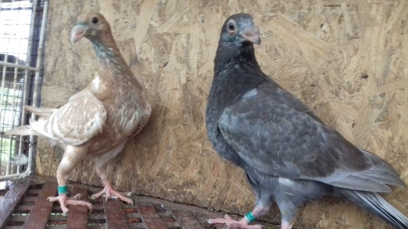  - V-Tineret 2018-2018-2018---