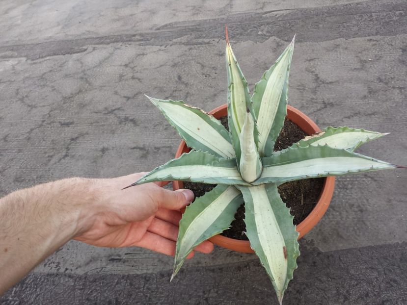  - Agave - 2018 - 2020