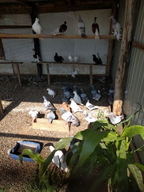  - 00---PORUMBEI 2019
