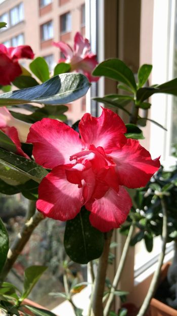  - adenium sfarsit de vara 2018