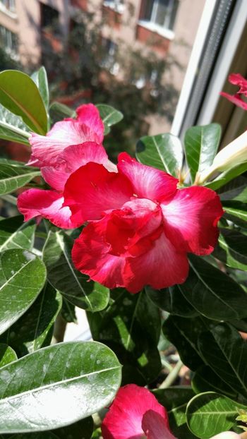  - adenium sfarsit de vara 2018