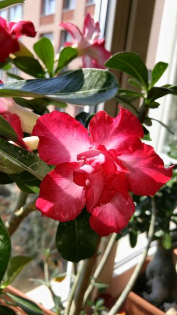  - adenium sfarsit de vara 2018