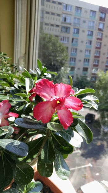  - adenium sfarsit de vara 2018