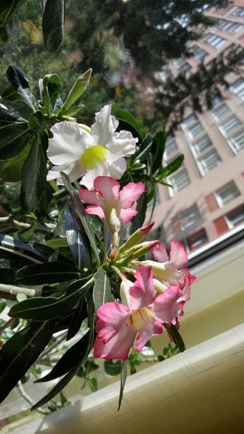  - adenium sfarsit de vara 2018