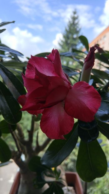 20180721_120756_HDR - adenium sfarsit de vara 2018
