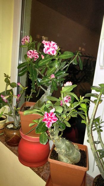  - adenium sfarsit de vara 2018