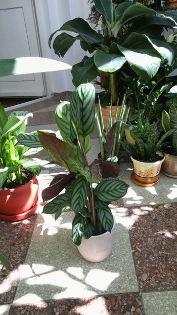  - Marantacee calathee vara 2018