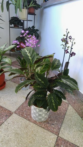  - Marantacee calathee vara 2018