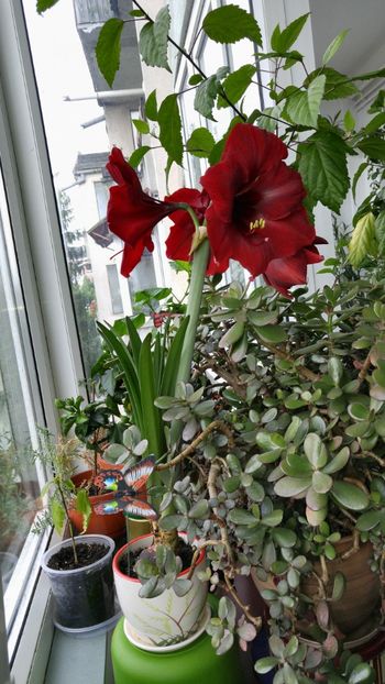  - Royal velvet și Red pearl hippeastrum 2018