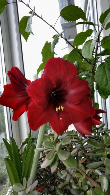  - Royal velvet și Red pearl hippeastrum 2018
