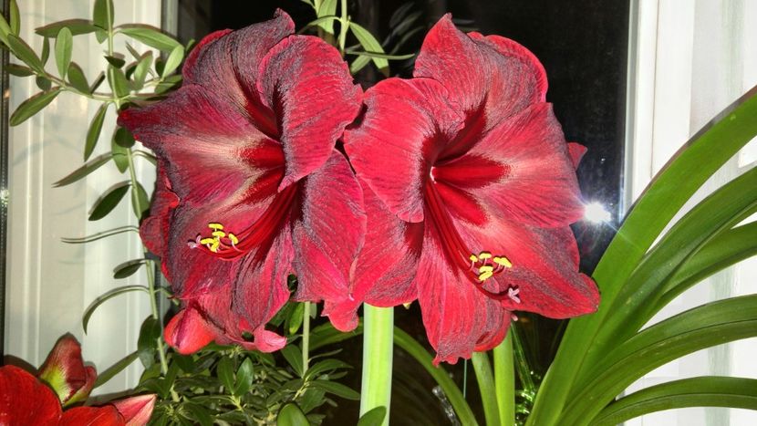  - Royal velvet și Red pearl hippeastrum 2018