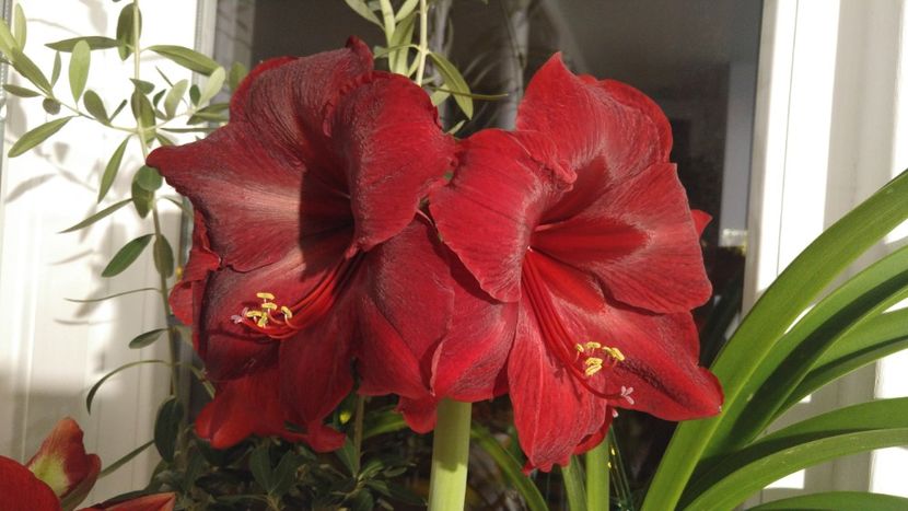  - Royal velvet și Red pearl hippeastrum 2018