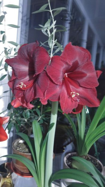  - Royal velvet și Red pearl hippeastrum 2018