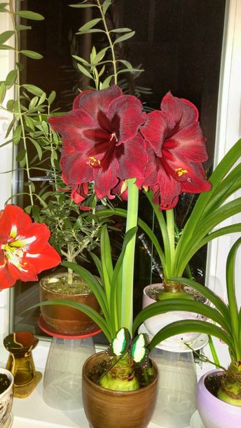  - Royal velvet și Red pearl hippeastrum 2018