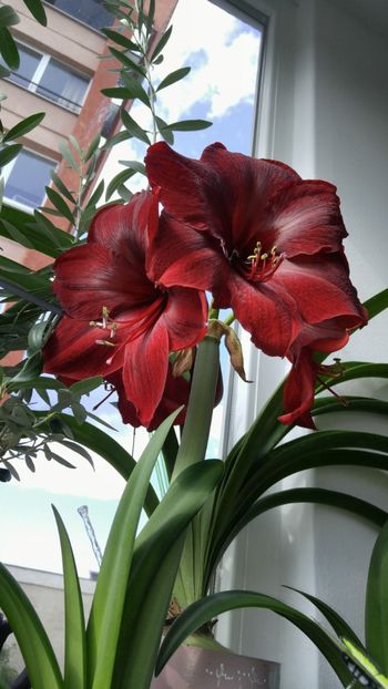  - Royal velvet și Red pearl hippeastrum 2018