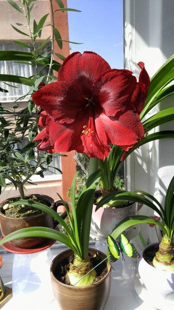  - Royal velvet și Red pearl hippeastrum 2018