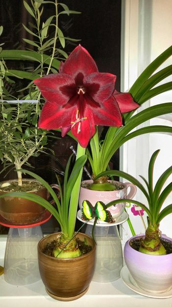  - Royal velvet și Red pearl hippeastrum 2018