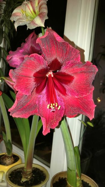  - Royal velvet și Red pearl hippeastrum 2018