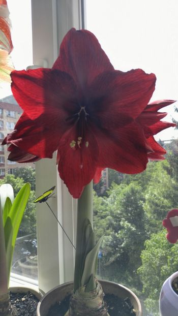  - Royal velvet și Red pearl hippeastrum 2018