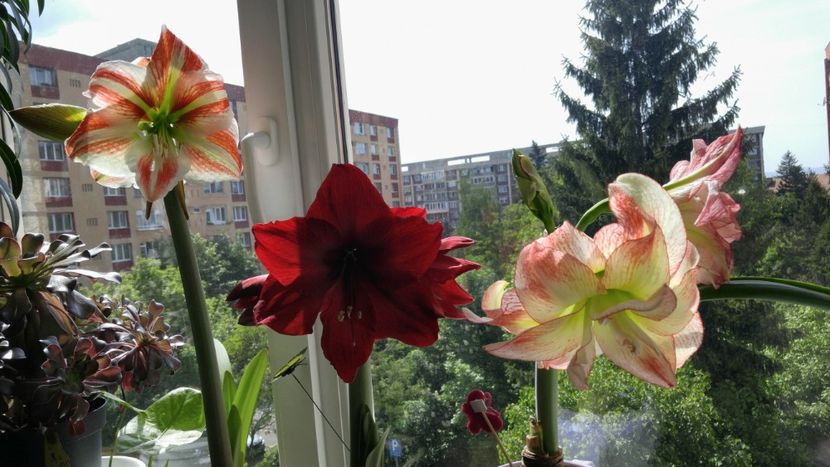 - Royal velvet și Red pearl hippeastrum 2018