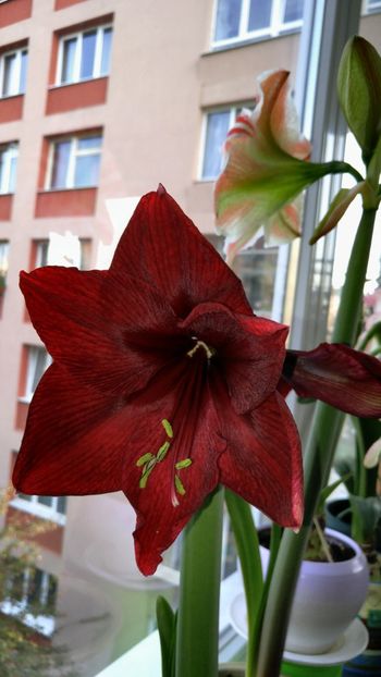  - Royal velvet și Red pearl hippeastrum 2018