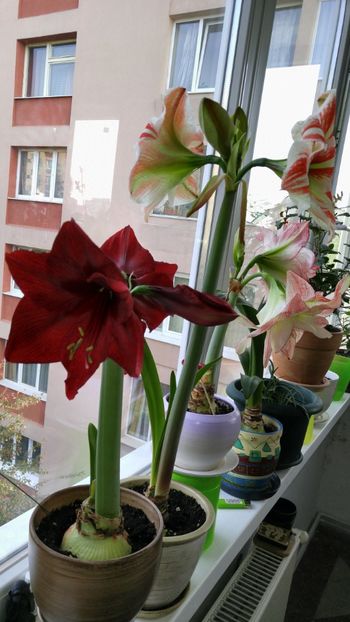  - Royal velvet și Red pearl hippeastrum 2018