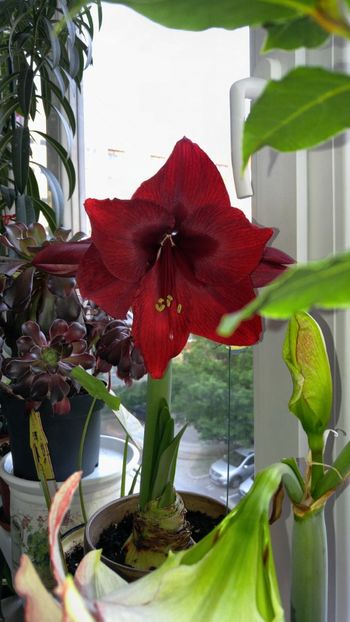  - Royal velvet și Red pearl hippeastrum 2018