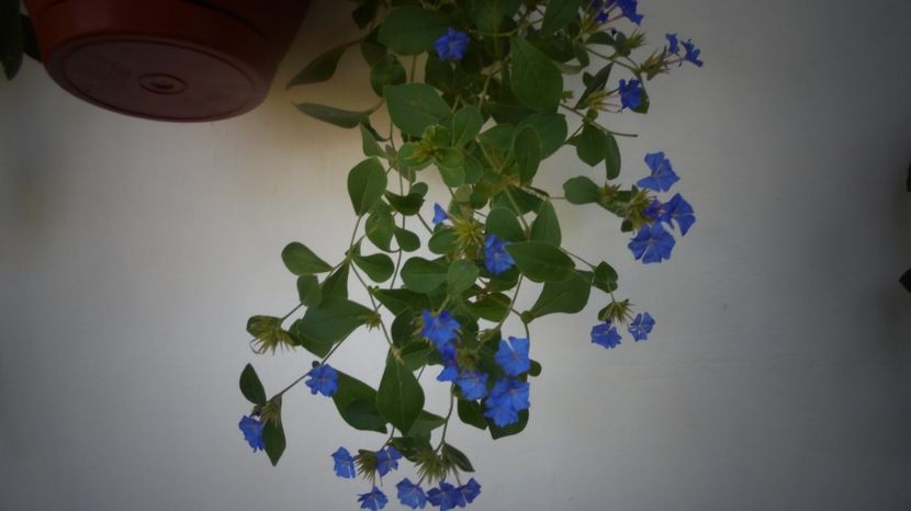 Ceratostigma plumbaginoides - In glastra